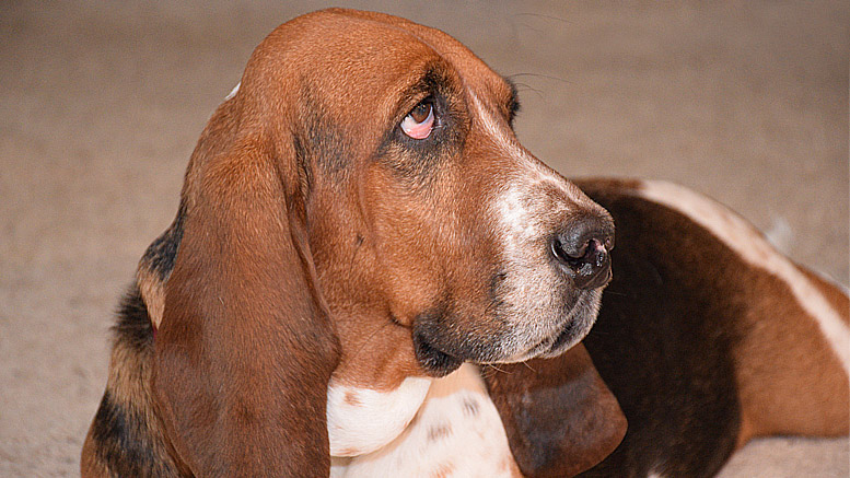 ARF's PAW is an outgrowth of Muncie’s Animal Rescue Fund (ARF). Photo by: Mike Rhodes