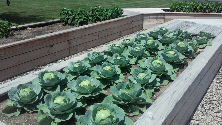 Cabbage is pictured growing in Ivy Tech's new "Gardens of Ivy." Photo provided.