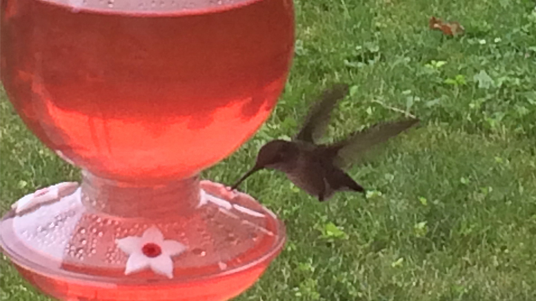 Should hummingbirds cool it with all that sugar juice? Photo by: Nancy Carlson
