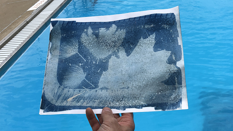 Cyanotype Photograph, made with photoreactive paper, water, and sunlight. Learn this process during the Pool Project at Tuhey Pool and Catalina Swim Club. Photo provided.