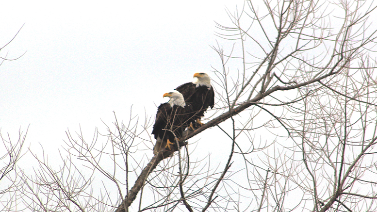 A beautiful pair of bald eagles stare off into the distance. Photo by: David Ray Smith