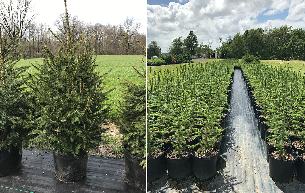 Evans Pines Nursery Evergreen Trees For Windbreaks, Privacy Screens