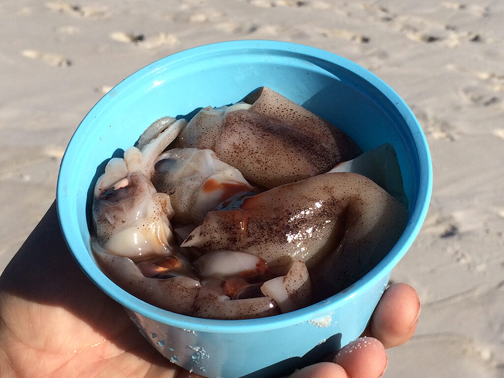 Sliced-up squid parts look yummy … if you’re a fish. Photo by: Nancy Carlson