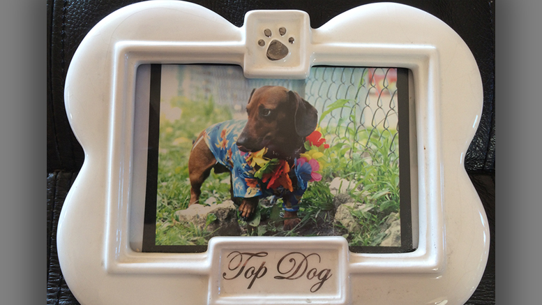 Toby graced the month of July in a calendar produced by ARF. Photo by: John Carlson