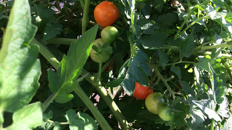 Pandemic-grown tomatoes look normal, but word is they’re, um, “special.” Photo by: Nancy Carlson