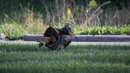Pat the roaming southside turkey strutting just off Madison Street. Photo by Mike Rhodes