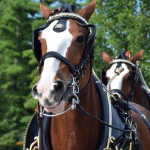 Clydesdales at Scheumann Stadium