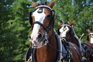 Clydesdales at Scheumann Stadium