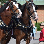 Clydesdales at Scheumann Stadium