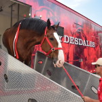 Clydesdales at Scheumann Stadium