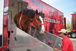 Clydesdales at Scheumann Stadium