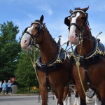 Clydesdales at Scheumann Stadium