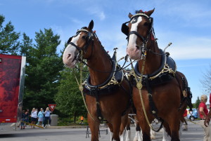 Clydesdales at Scheumann Stadium