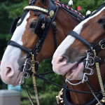 Clydesdales at Scheumann Stadium