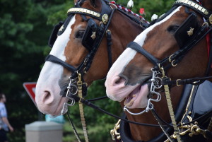 Clydesdales at Scheumann Stadium