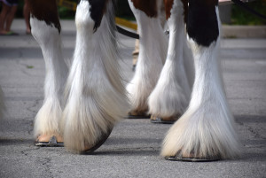 Clydesdales at Scheumann Stadium