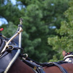 Clydesdales at Scheumann Stadium