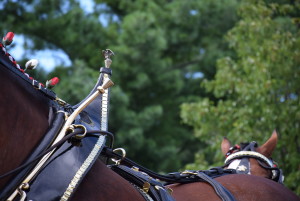 Clydesdales at Scheumann Stadium