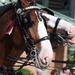 Clydesdales at Scheumann Stadium