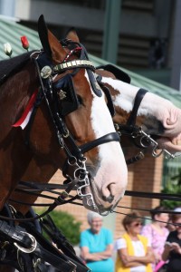 Clydesdales at Scheumann Stadium