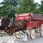 Clydesdales at Scheumann Stadium