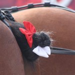 Clydesdales at Scheumann Stadium