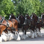 Clydesdales at Scheumann Stadium