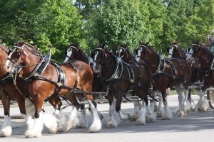 Clydesdales at Scheumann Stadium