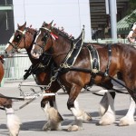 Clydesdales at Scheumann Stadium