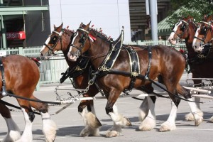 Clydesdales at Scheumann Stadium