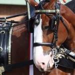 Clydesdales at Scheumann Stadium