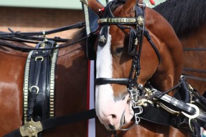 Clydesdales at Scheumann Stadium