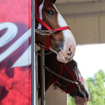 Clydesdales at Scheumann Stadium