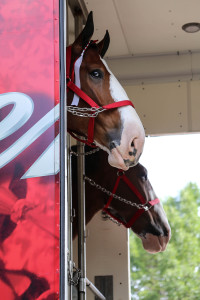 Clydesdales at Scheumann Stadium