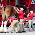 Clydesdales at Scheumann Stadium