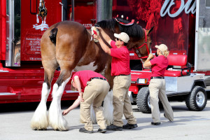 Clydesdales at Scheumann Stadium