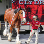 Clydesdales at Scheumann Stadium