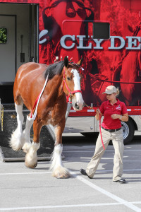 Clydesdales at Scheumann Stadium