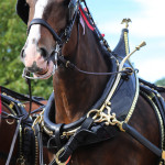 Clydesdales at Scheumann Stadium