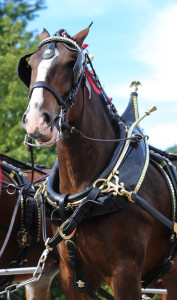 Clydesdales at Scheumann Stadium