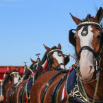 Clydesdales at Scheumann Stadium