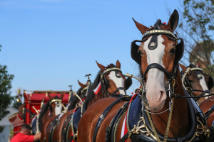 Clydesdales at Scheumann Stadium