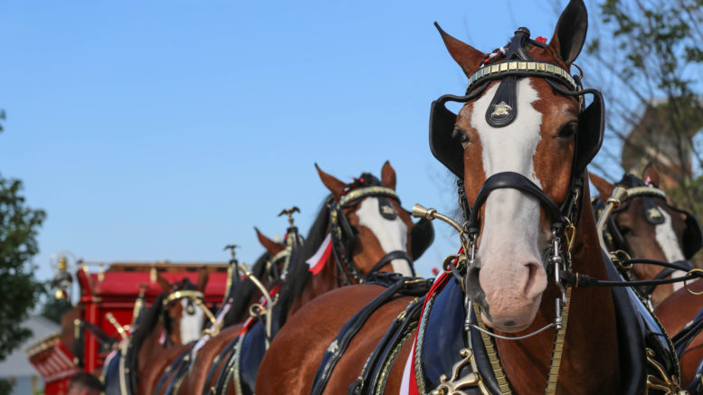 Clydesdales at Scheumann Stadium