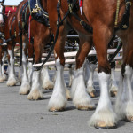 Clydesdales at Scheumann Stadium