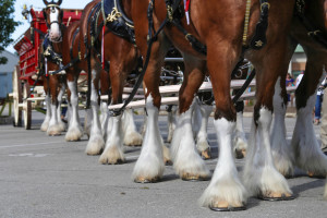 Clydesdales at Scheumann Stadium