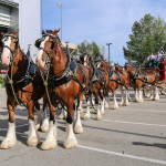 Clydesdales at Scheumann Stadium