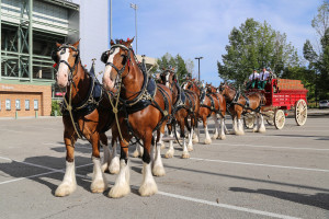 Clydesdales at Scheumann Stadium