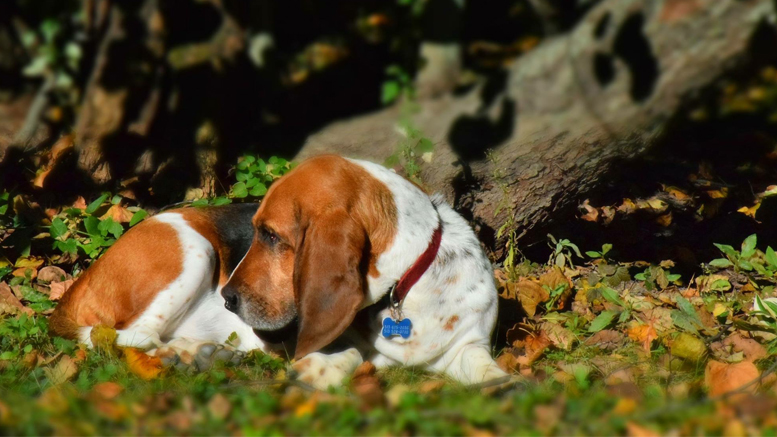 ARF fundraiser will create a 2016 Calendar featuring your pets. Photo of "Snooki" by: Mike Rhodes