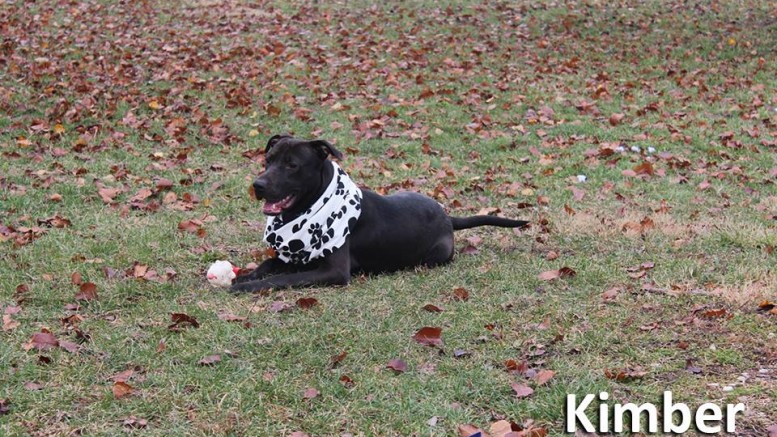 Adopt a Pet at the Muncie Animal Shelter for $1.00