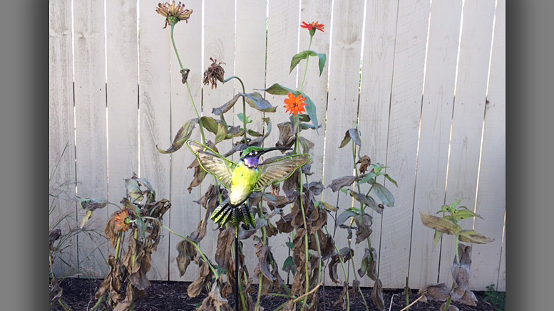 A fake hummingbird flies from some ragged-looking zinnias. Photo by: Nancy Carlson